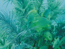 Фото `подводный мир %D0%BF%D0%BE%D0%B4%D0%B2%D0%BE%D0%B4%D0%BD%D1%8B%D0%B9 %D0%BC%D0%B8%D1%80` для печати на натяжной потолок