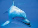 Фото `дельфины %D0%B4%D0%B5%D0%BB%D1%8C%D1%84%D0%B8%D0%BD%D1%8B` для печати на натяжной потолок