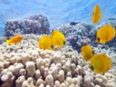 Фото `рыбы %D1%80%D1%8B%D0%B1%D1%8B` для печати на натяжной потолок