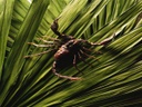 Фото `скорпионы %D1%81%D0%BA%D0%BE%D1%80%D0%BF%D0%B8%D0%BE%D0%BD%D1%8B` для печати на натяжной потолок