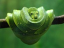 Фото `змеи %D0%B7%D0%BC%D0%B5%D0%B8` для печати на натяжной потолок