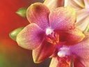 Фото `орхидеи %D0%BE%D1%80%D1%85%D0%B8%D0%B4%D0%B5%D0%B8` для печати на натяжной потолок