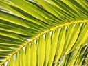 Фото `пальмы %D0%BF%D0%B0%D0%BB%D1%8C%D0%BC%D1%8B` для печати на натяжной потолок
